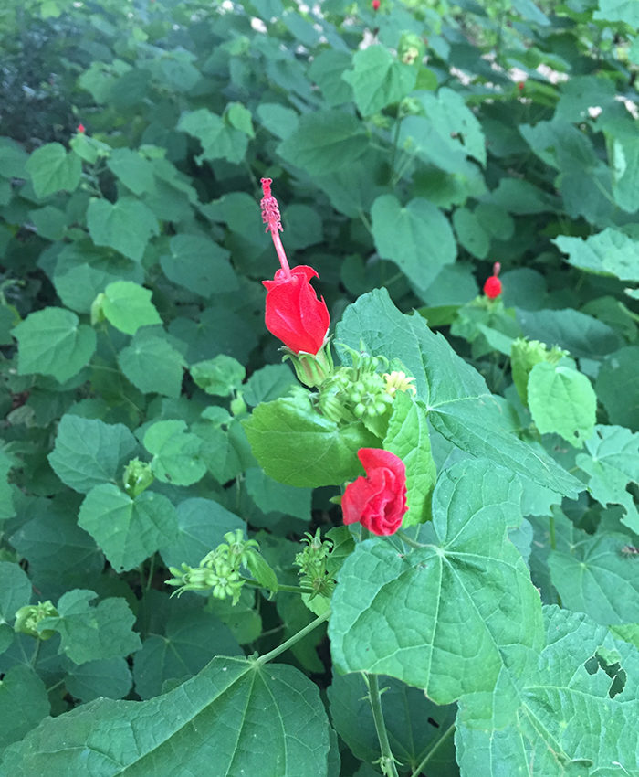 Turk's cap