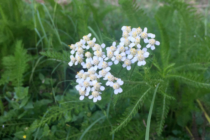 common yarrow