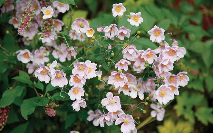 September Charm Japanese Anemone