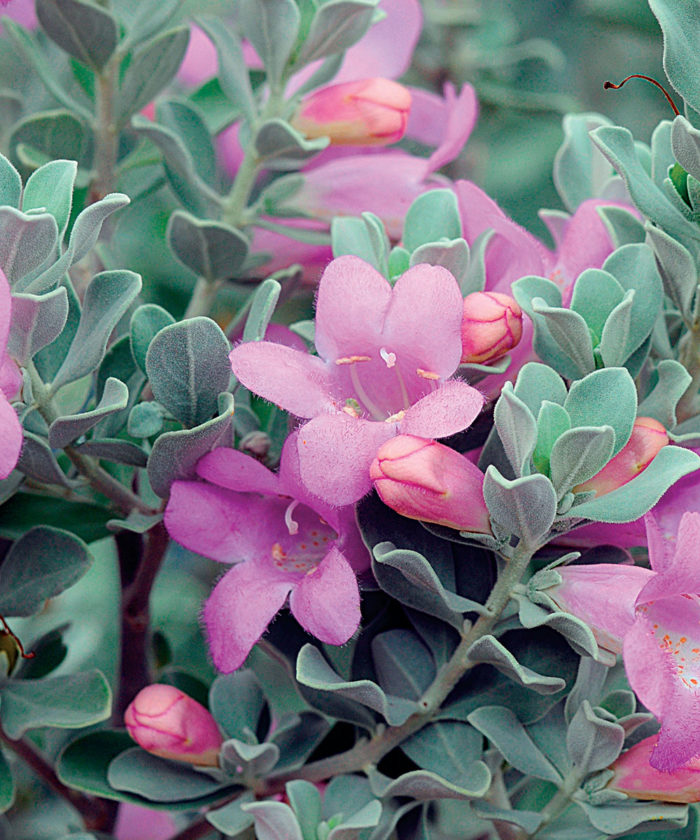 Winter Plants in Texas