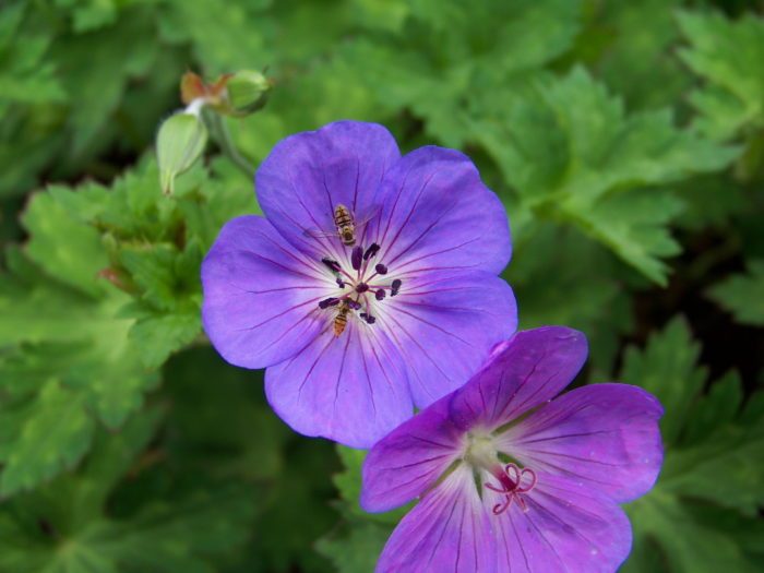 A Garden for People and Turtles - Fine Gardening