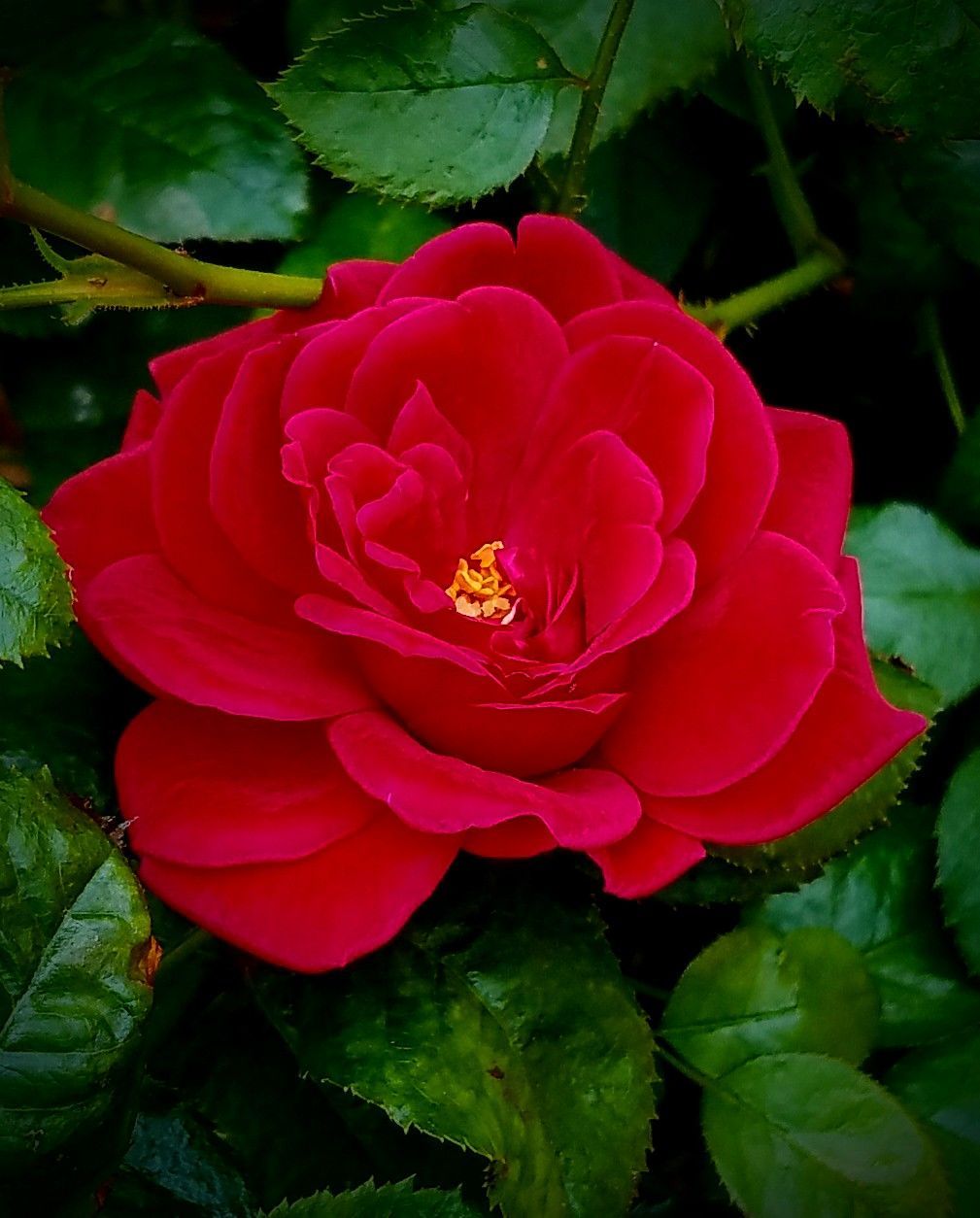 Dark Red Rose Photo, Red Rose Photograph, Rose Fine Art Print, Deep Red Rose  Print, Red Garden Rose, Rose Photograph, Macro Flower Print -  Canada