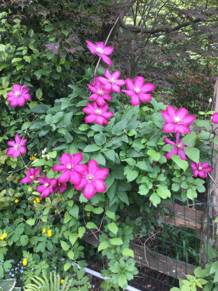 A Celebration of Clematis - Fine Gardening