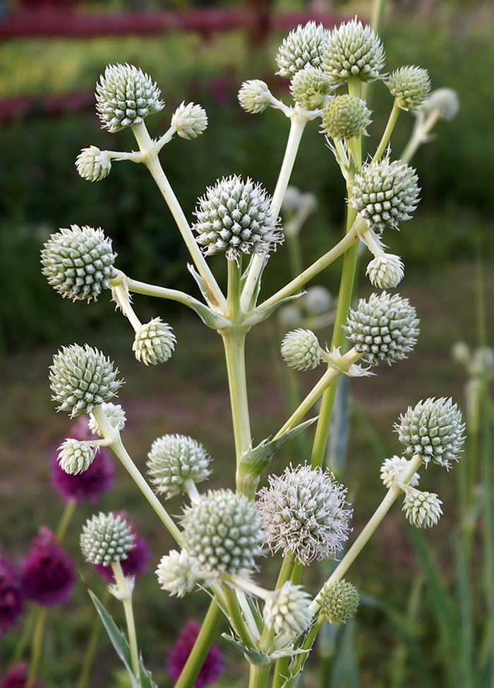 rattlesnake master flower