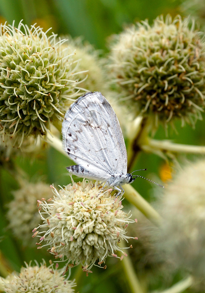 Summer azure butterfly on rattlesnake master