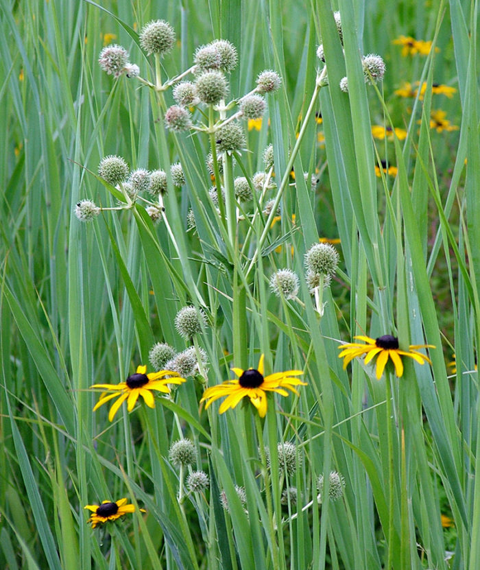 Rattlesnake master with black-eyed Susan