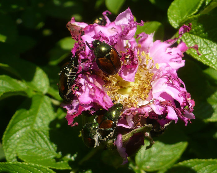 Japanese beetles on a rose