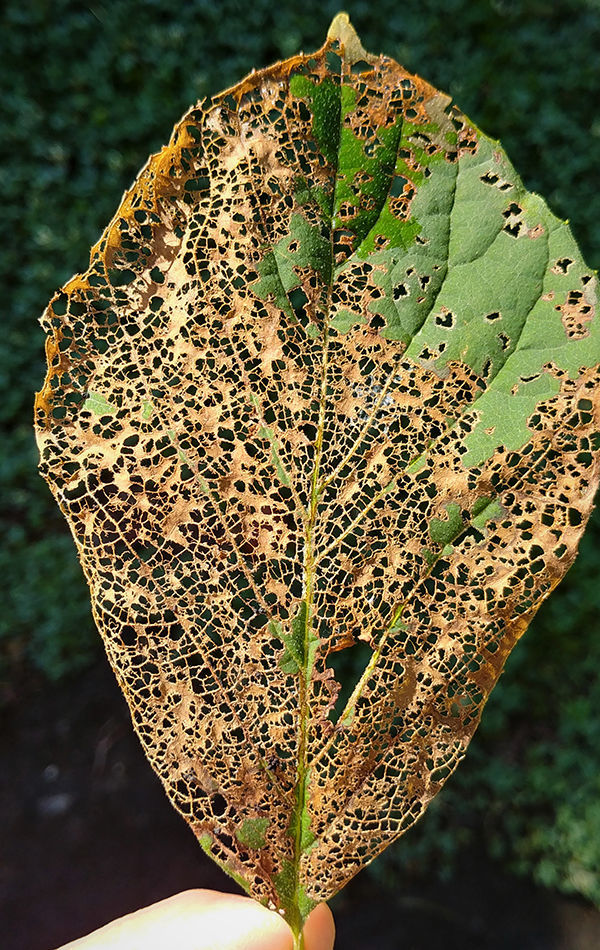 Japanese beetle damage of a leaf