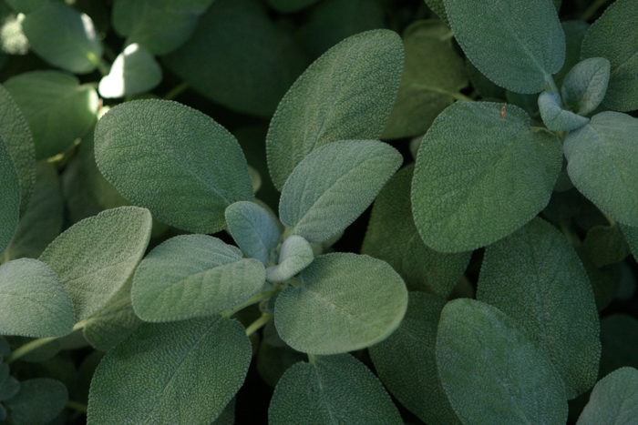 ‘Berggarten’ sage