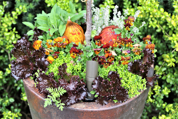 container planting of vegetables