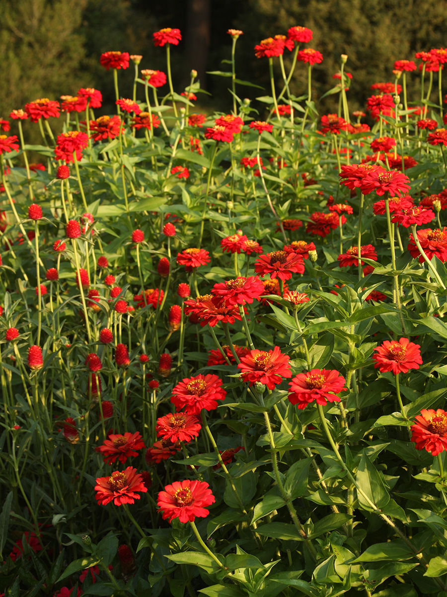 ‘Scarlet Ruffles’ zinnias