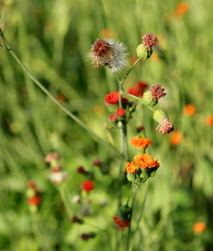 tassel flower