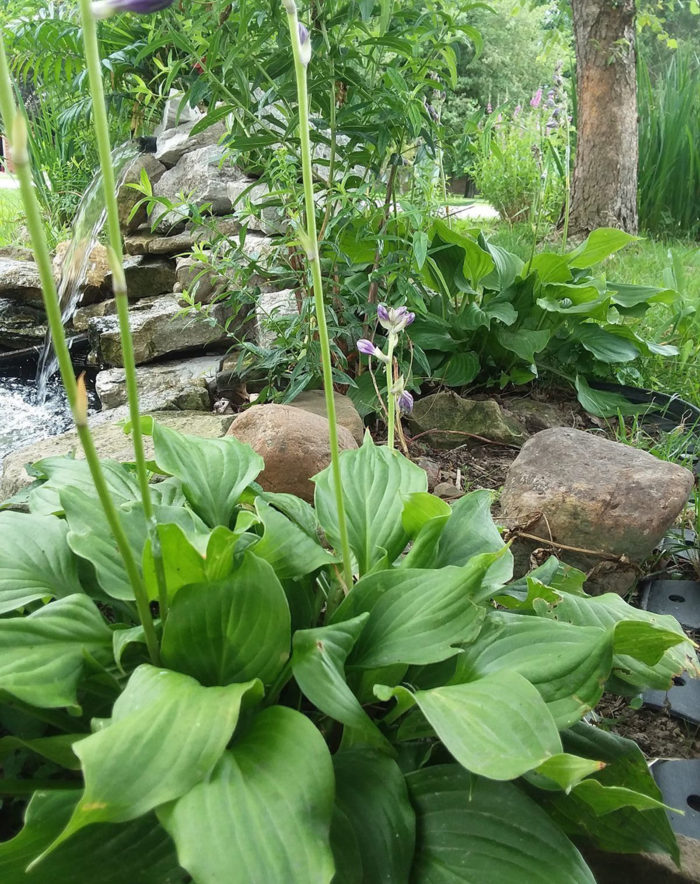 garden water feature