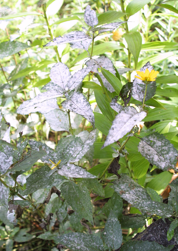 powdery mildew