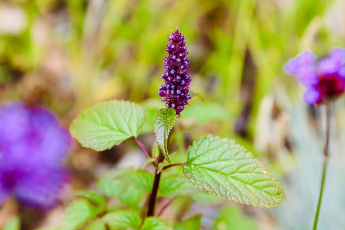 ‘Heronswood Mist’ hummingbird mint