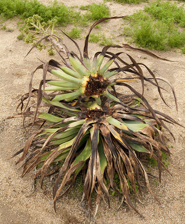 plant damaged by agave snout weevil grubs