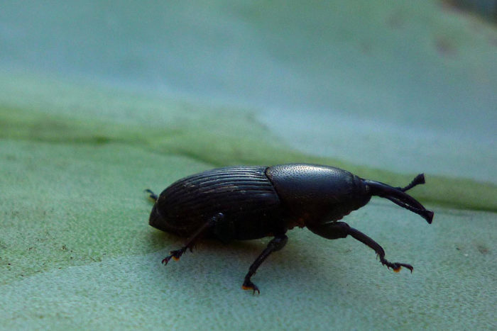 Agave snout weevil