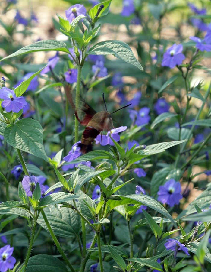 hummingbird moth pollinates a browallia