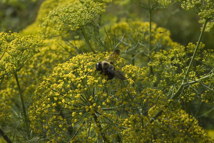 bumblebee on dill plant