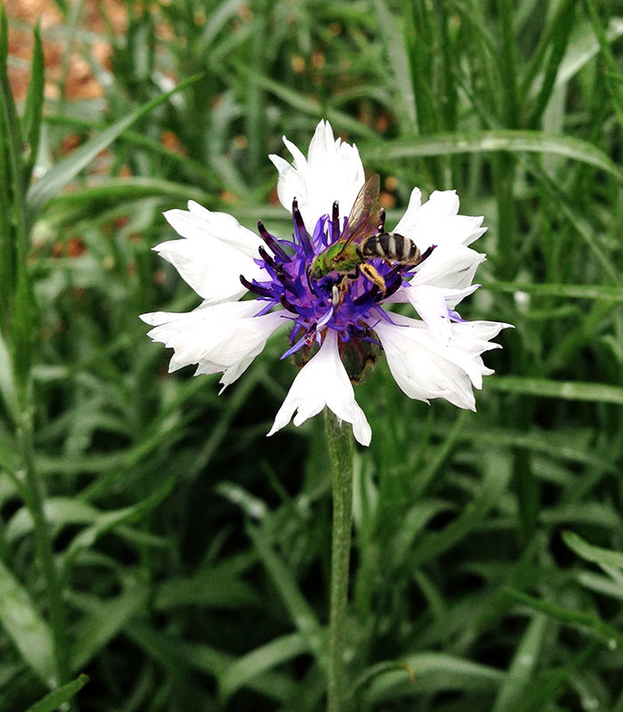 sweat bee on bachelor's buttons plant