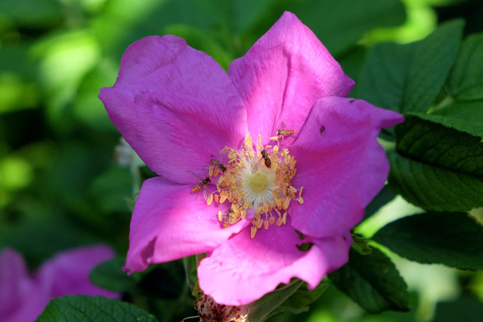 Syrphid flies pollinate a beach rose