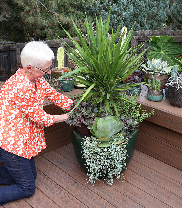 Sheila container gardening