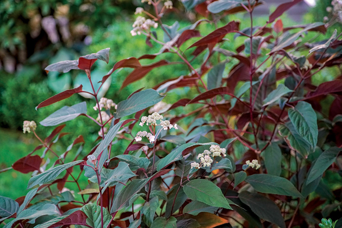 ‘Burgundy Bliss’ rough leaf hydrangea