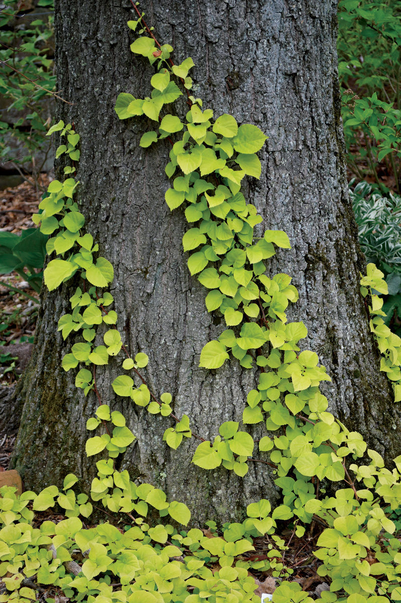 ‘Sutter’s Mill’ climbing hydrangea