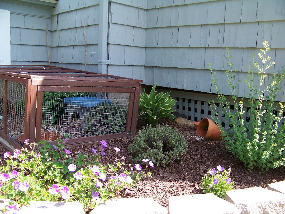 How To Create A Safe And Secure Outdoor Enclosure For Your Box Turtle