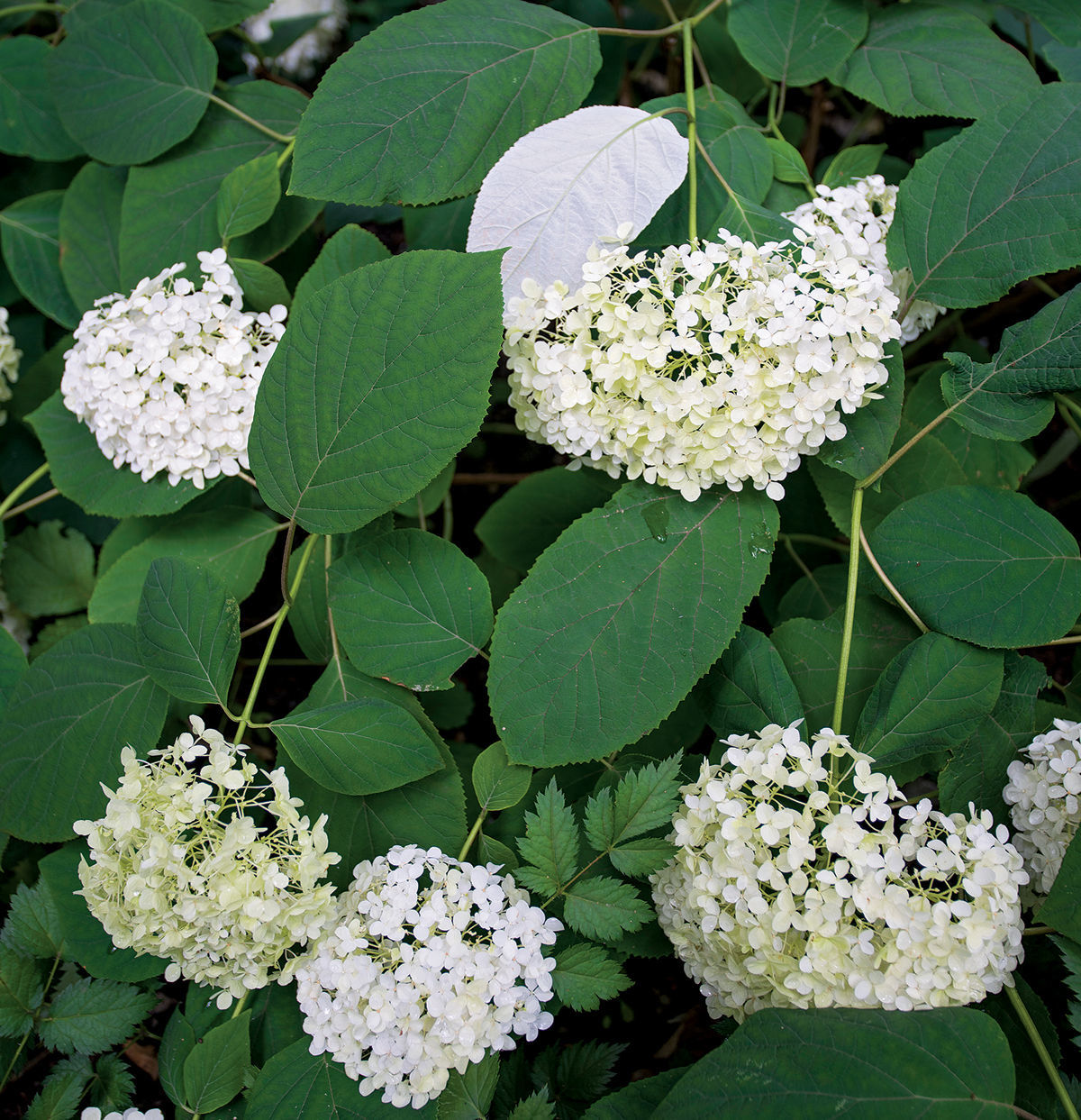 ‘Samantha’ smooth hydrangea