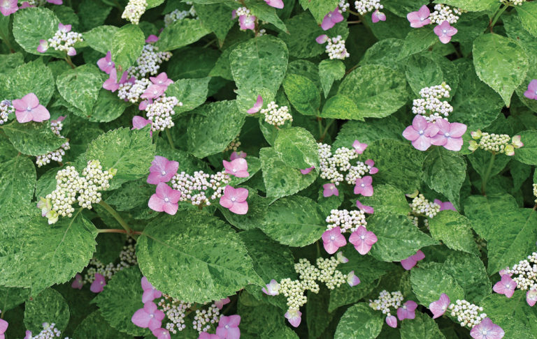 The Best New Hydrangeas - Fine Gardening