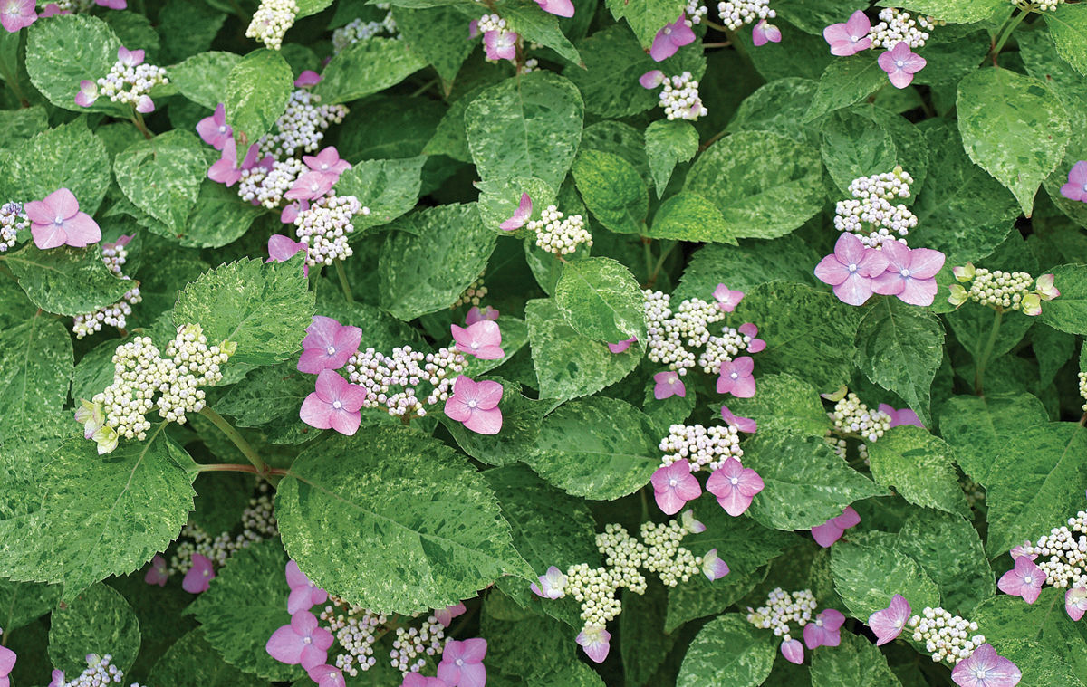 Variegated mountain hydrangea