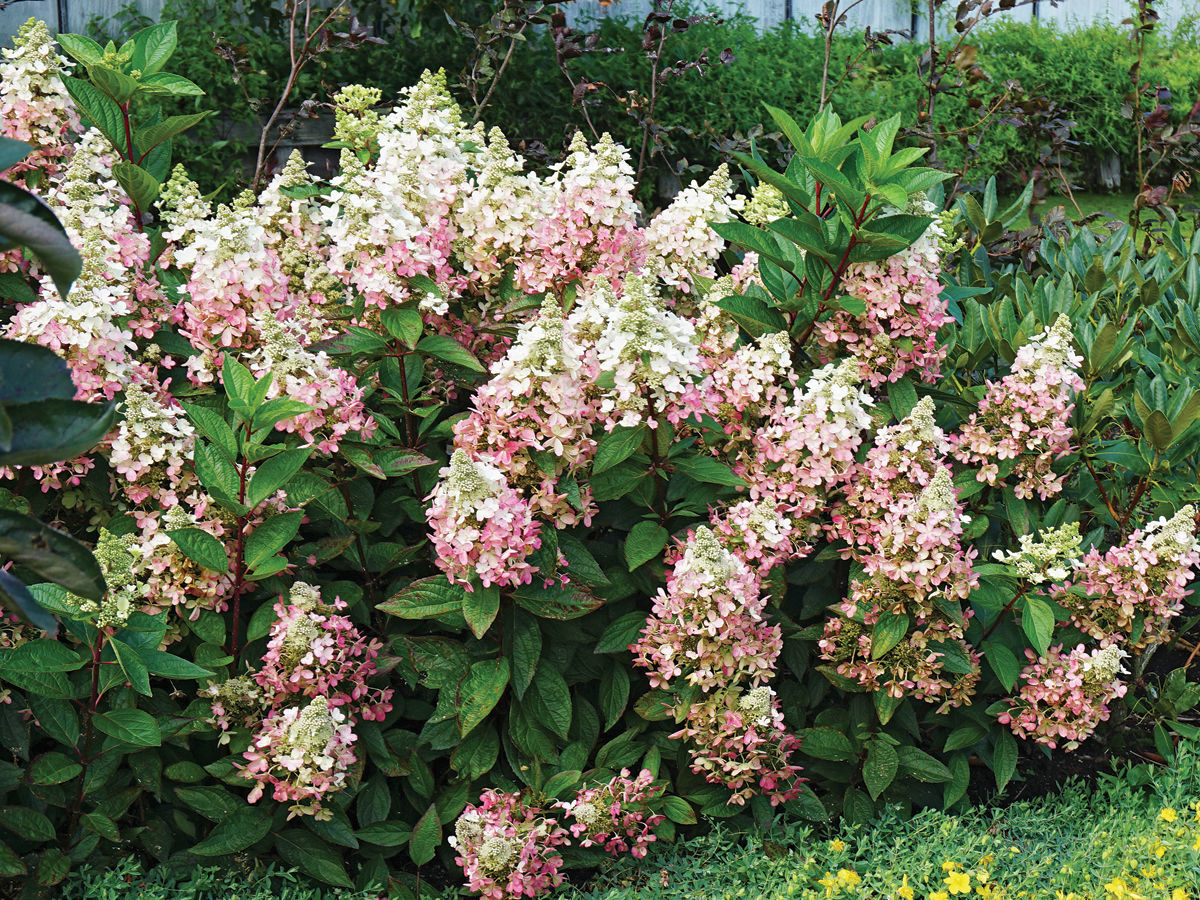 Lavalamp™ Flare panicle hydrangea