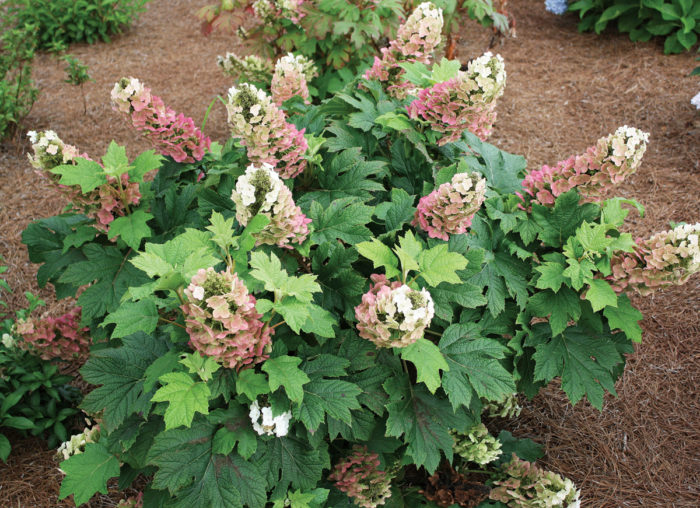 The Best New Hydrangeas - Fine Gardening