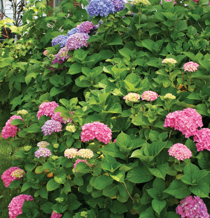 pink and blue hydrangeas