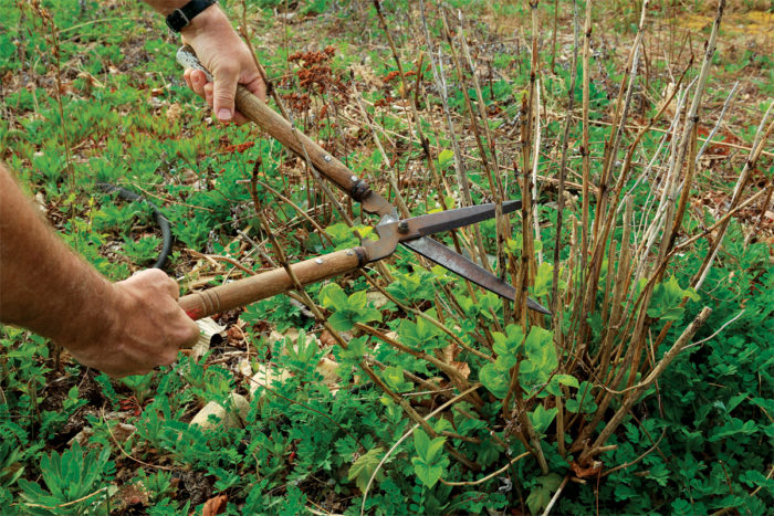 close up of person pruning hydrangeas