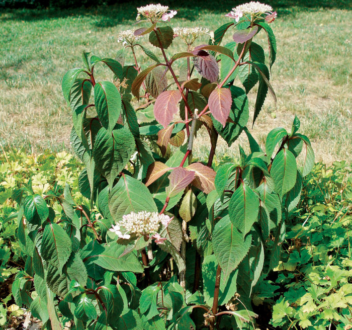 hydrangeas drooping in the sun