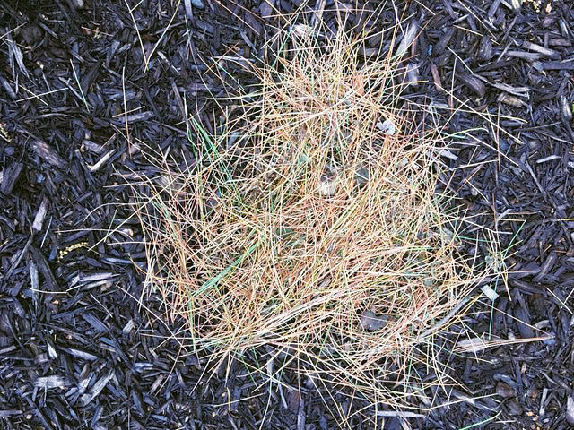 pine needles in the soil