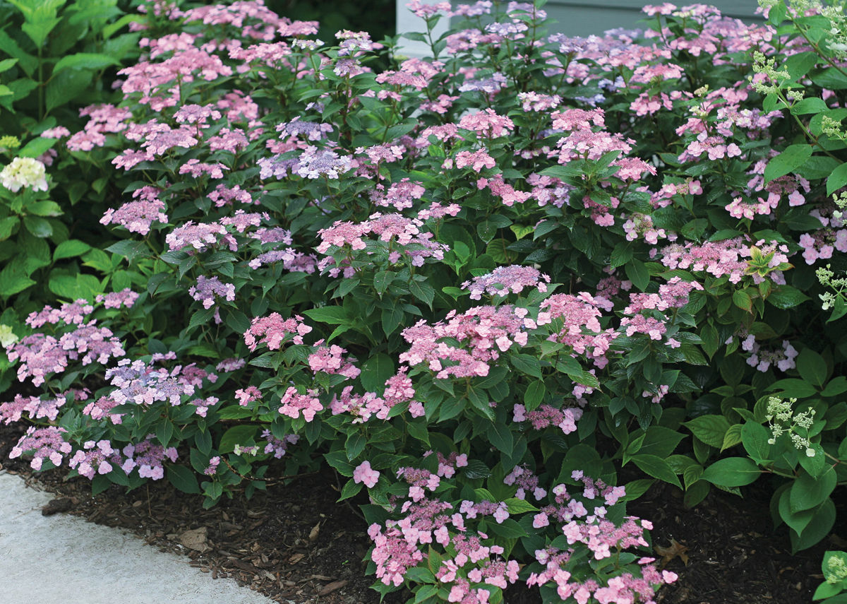 Tiny Tuff Stuff™ mountain hydrangea