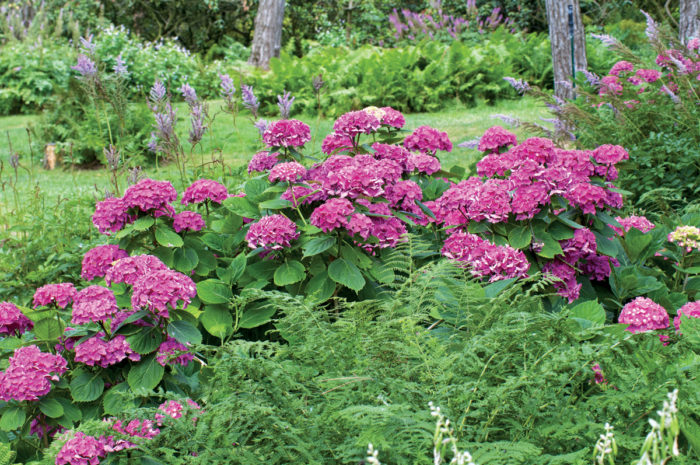 Hydrangea macrophylla 'Alpengluhen'