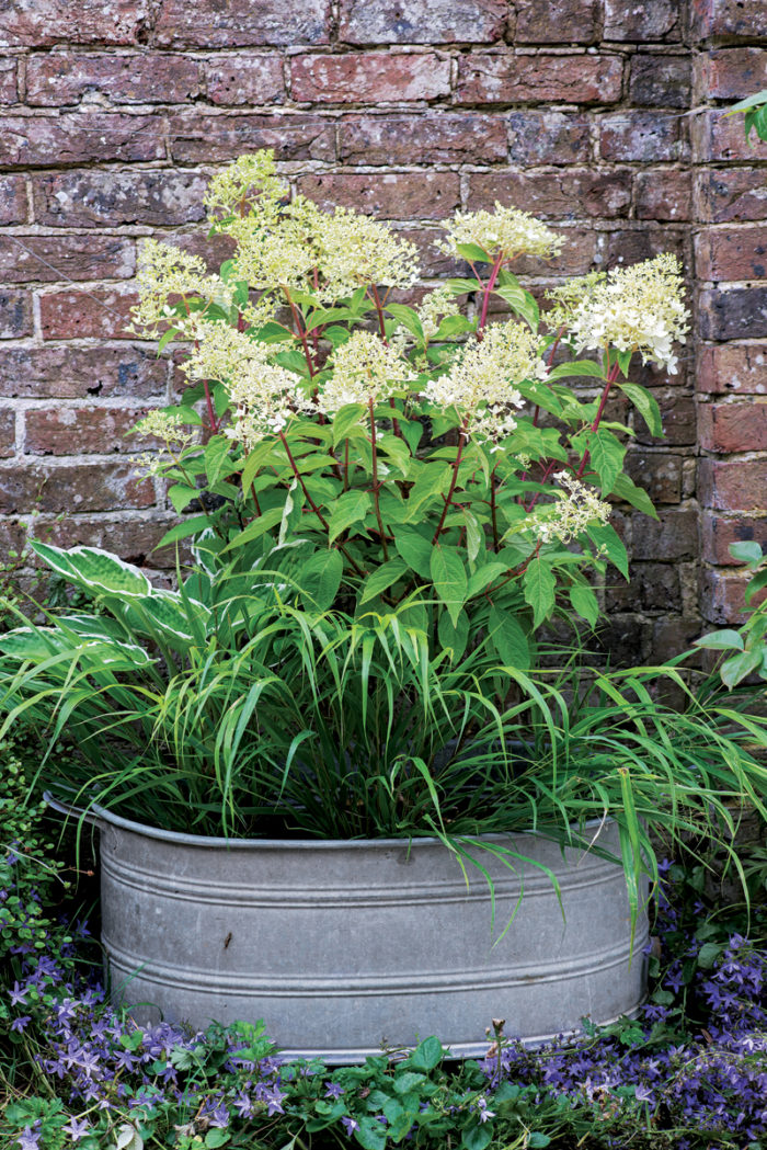 Galvanized tub of Hydrangea paniculatum 'Phantom' and Hakonechloa, edged in Campanula.