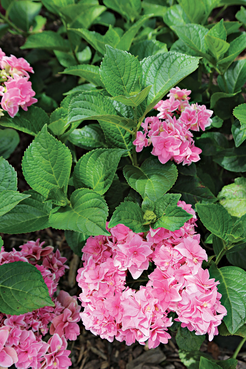 Rosy Splendor® bigleaf hydrangea