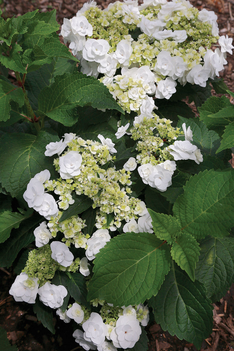 Double Delights™ Wedding Gown bigleaf hydrangea