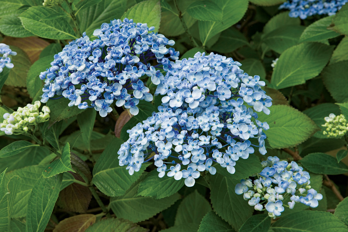 ‘Ayesha’ bigleaf hydrangea (H. macrophylla ‘Ayesha’