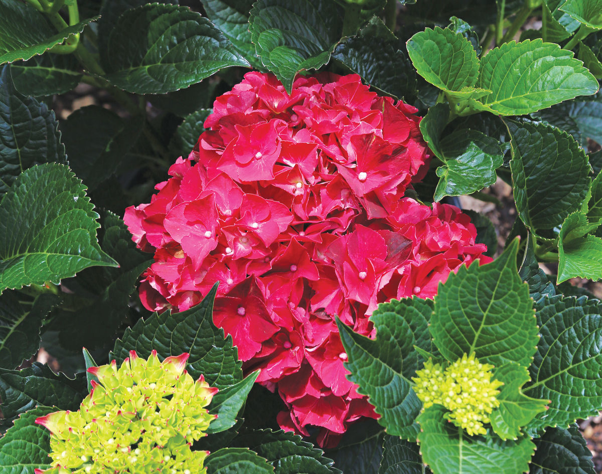 Magical® Ruby Red bigleaf hydrangea