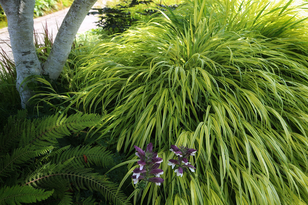 Beautiful Warm Season Grasses - Fine Gardening