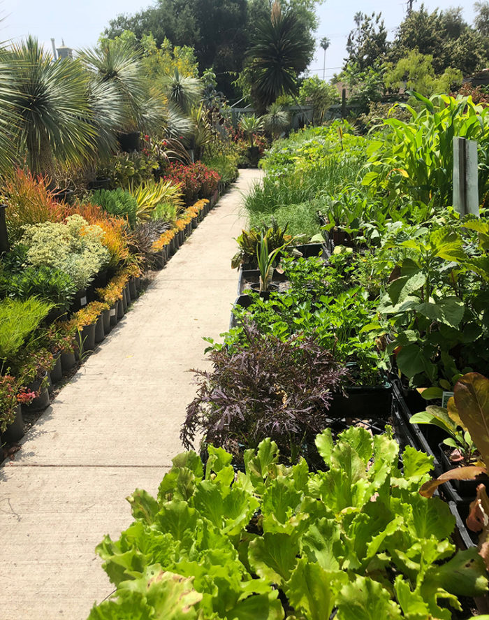 fall veggies at the nursery