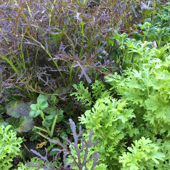 ‘Red Leaf Mizuna’ mustard greens