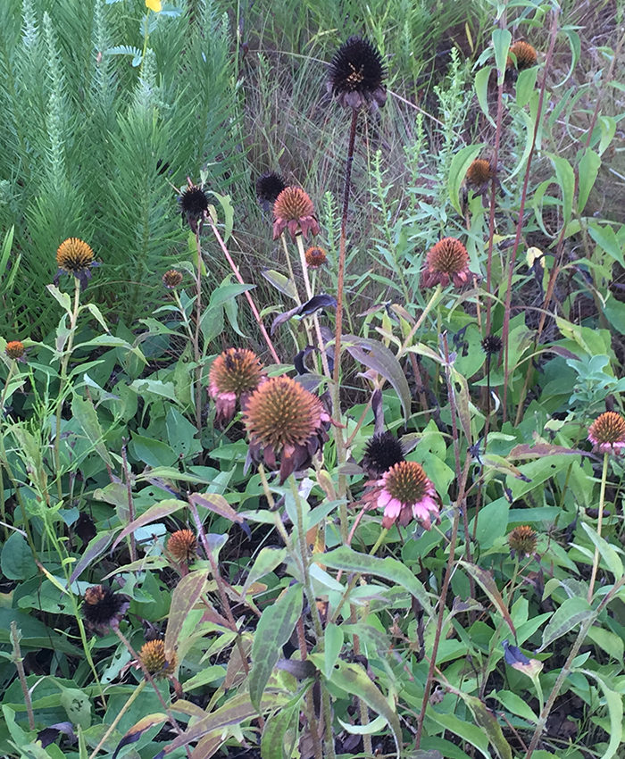 purple coneflower