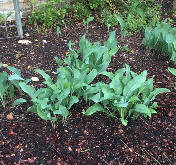 large coneflowers cut back to rosettes